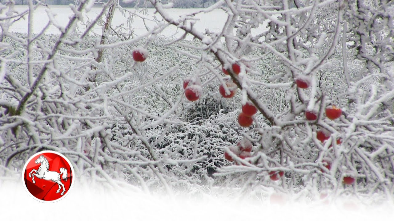 Rote Äpfel in der weißen Frostlandschaft