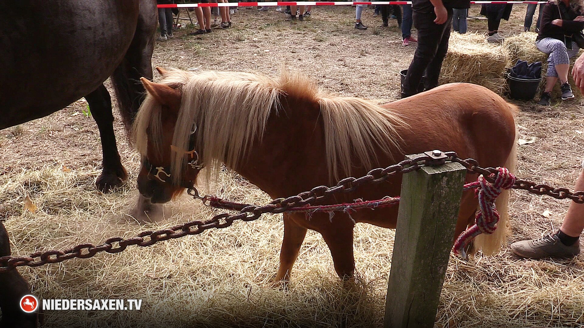 Pferdeschau beim Brokser Heiratsmarkt in Bruchhausen-Vilsen