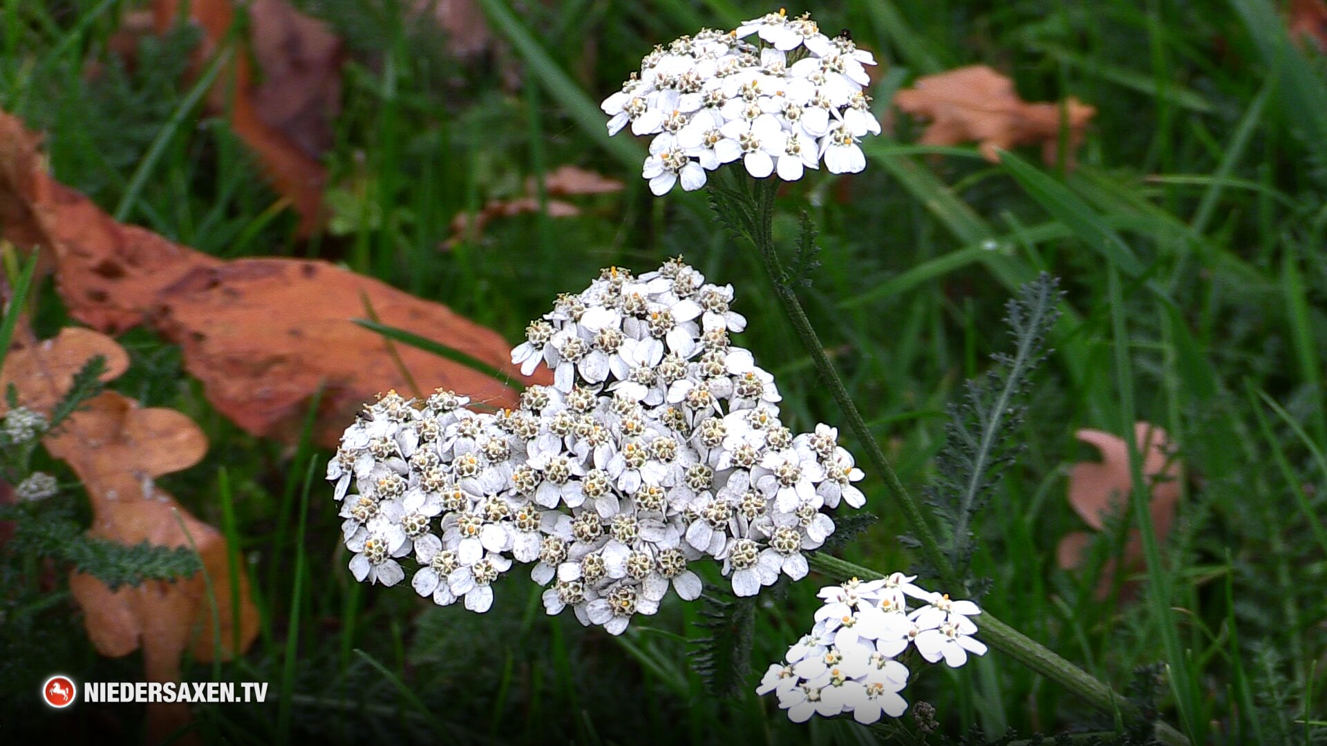 Wildpflanzen in Niedersachsen: Wanderung durch die Hägerheide